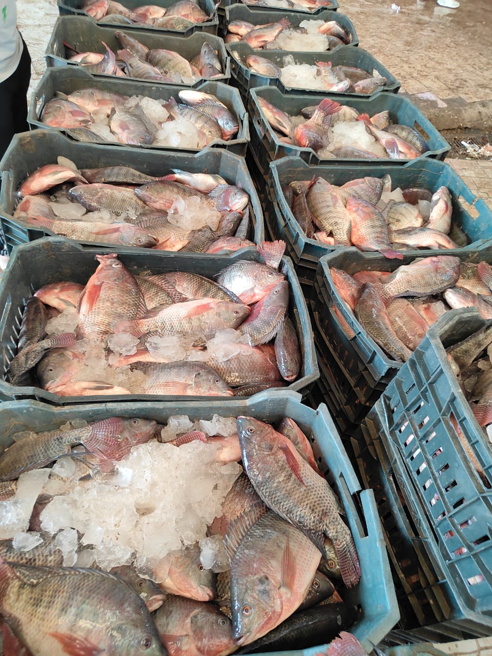 Pallets of tilapia ready to ship